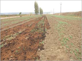 reconstructie ecologica